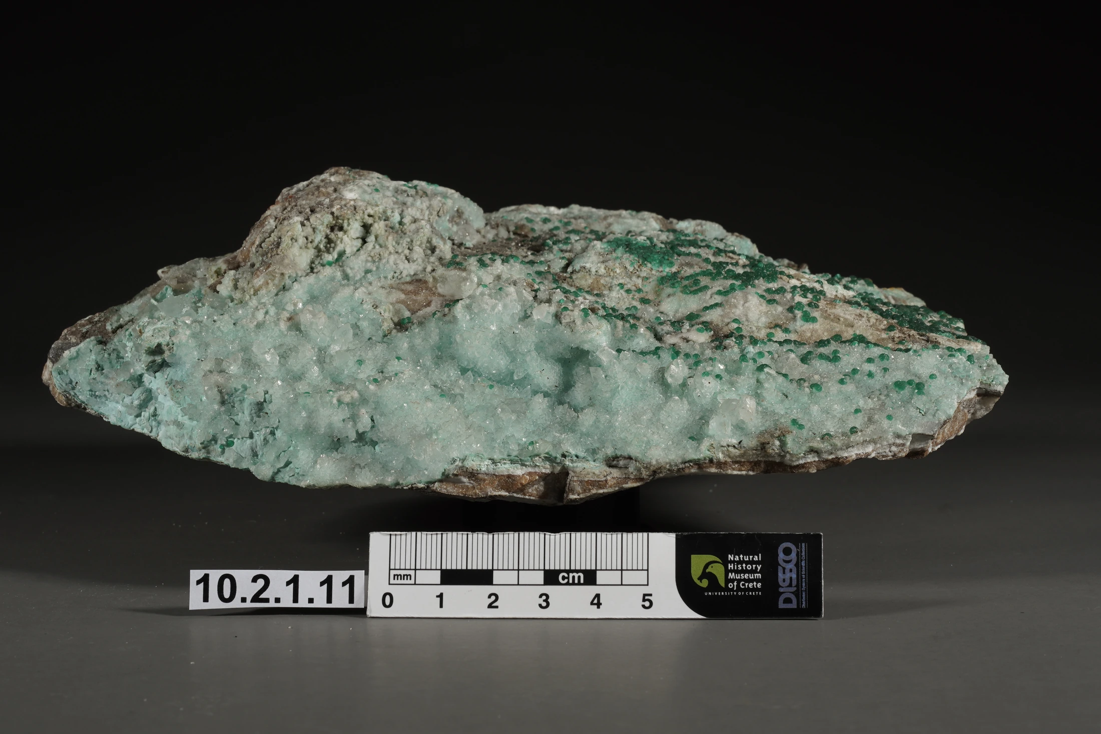First frame from an institutional specimen viewer example